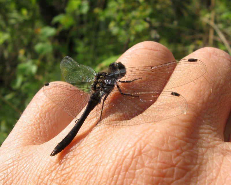 Стрекоза черная Sympetrum Danae