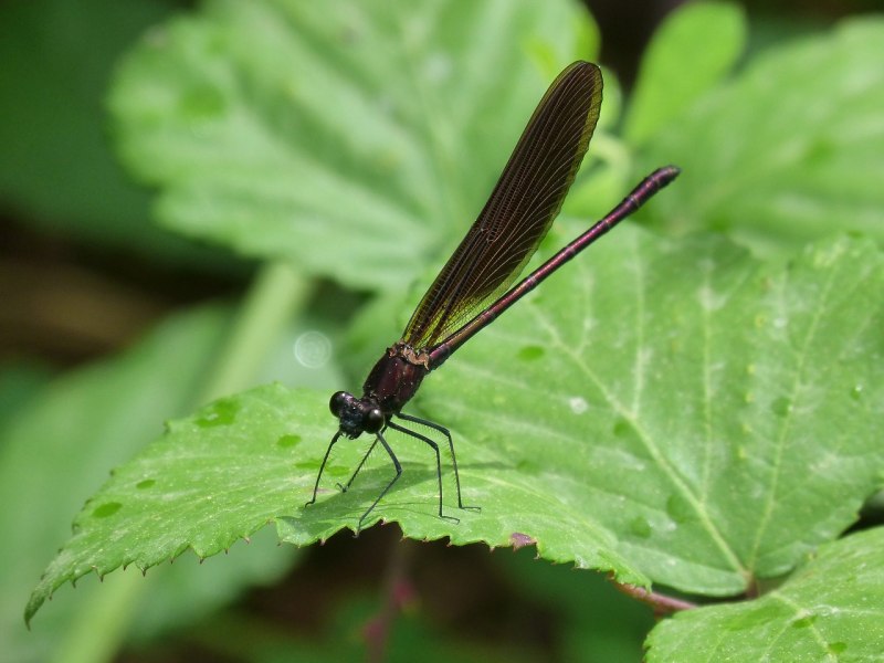 Calopteryx haemorrhoidalis