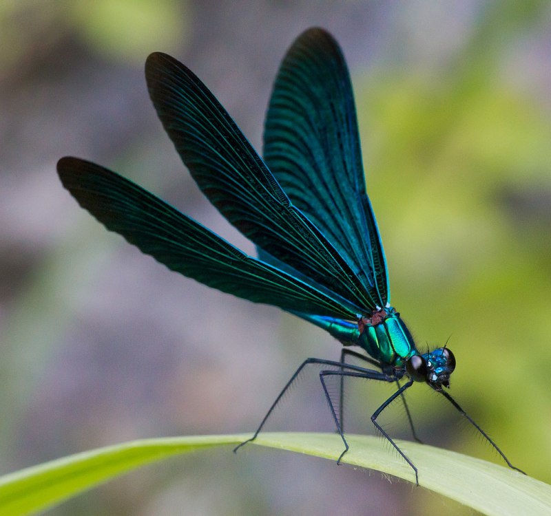 Стрекоза Calopteryx Virgo