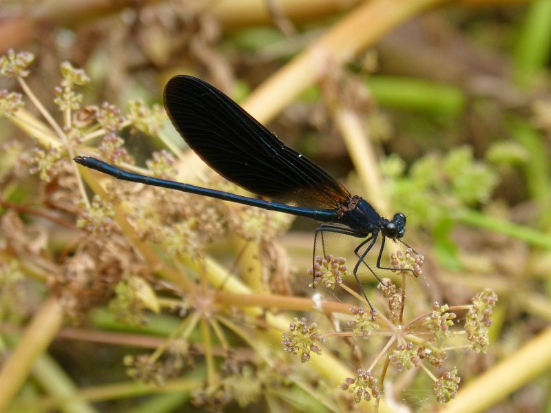 Calopteryx haemorrhoidalis