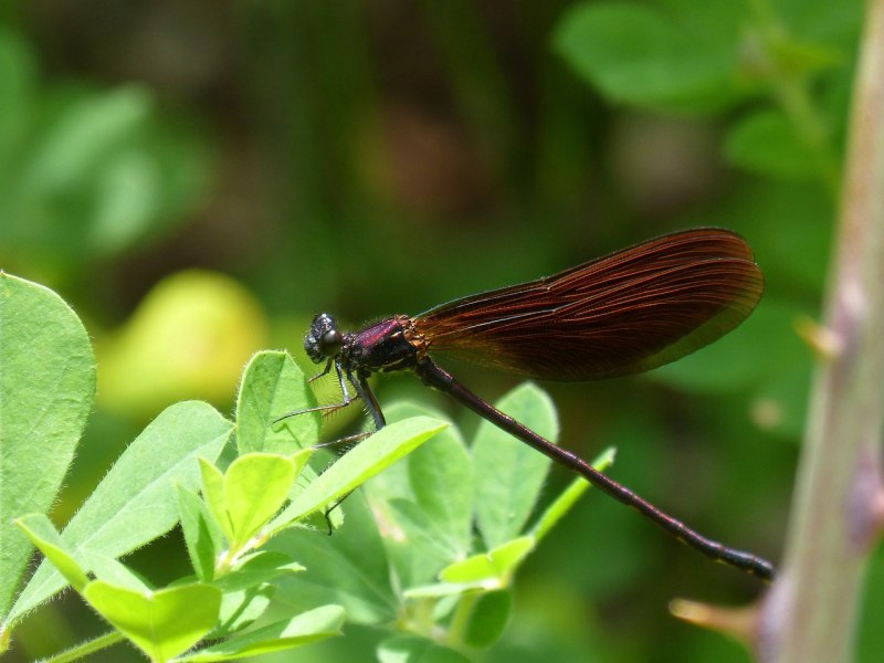 Calopteryx haemorrhoidalis