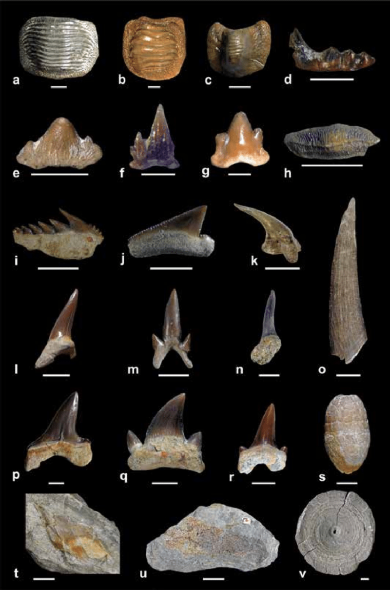 Ptychodus Latissimus