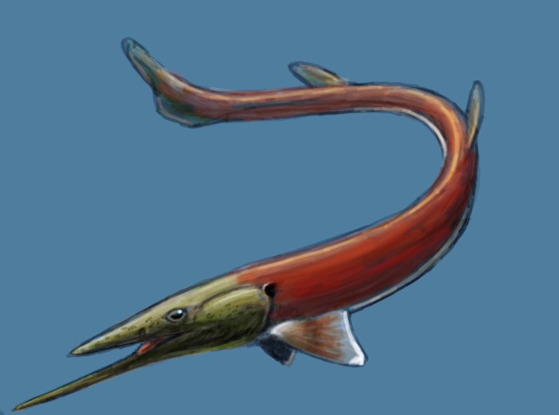 Ornithoprion hertwigi