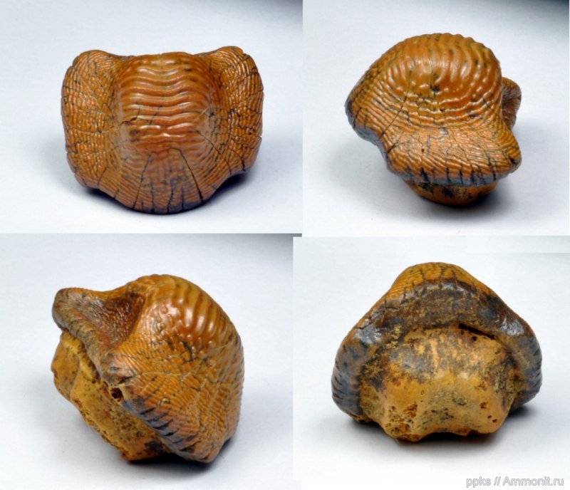 Ptychodus polygyrus