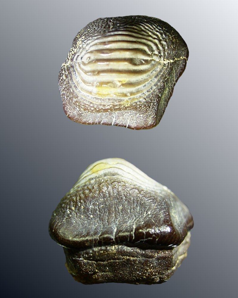 Ptychodus polygyrus