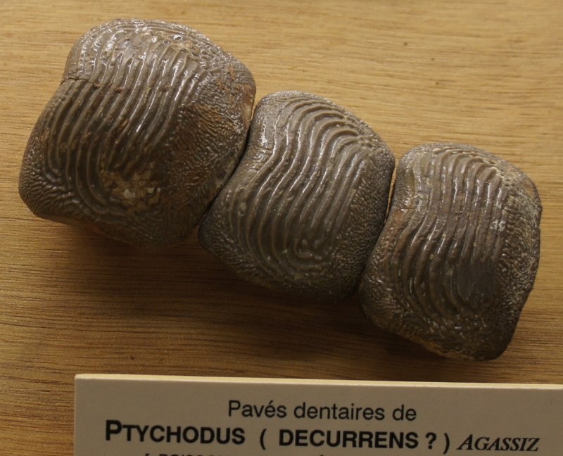 Ptychodus Latissimus