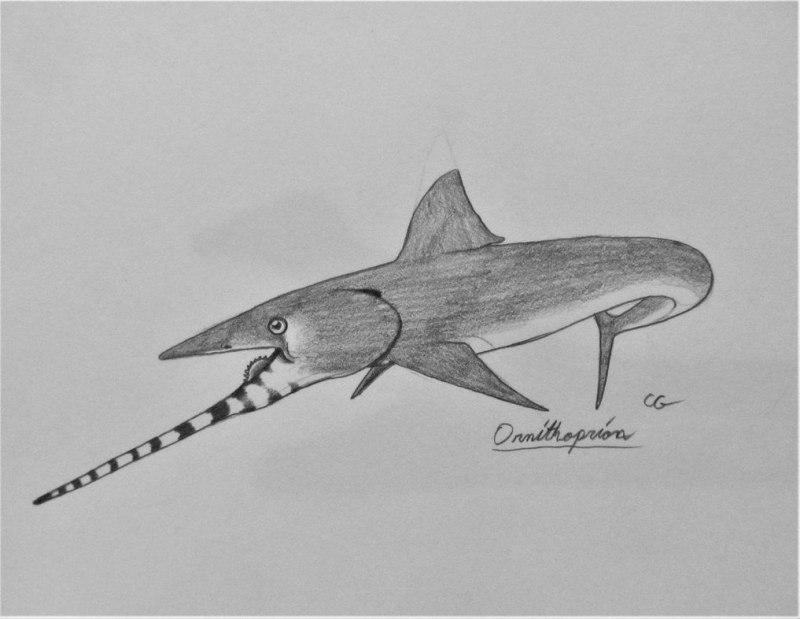 Ornithoprion hertwigi