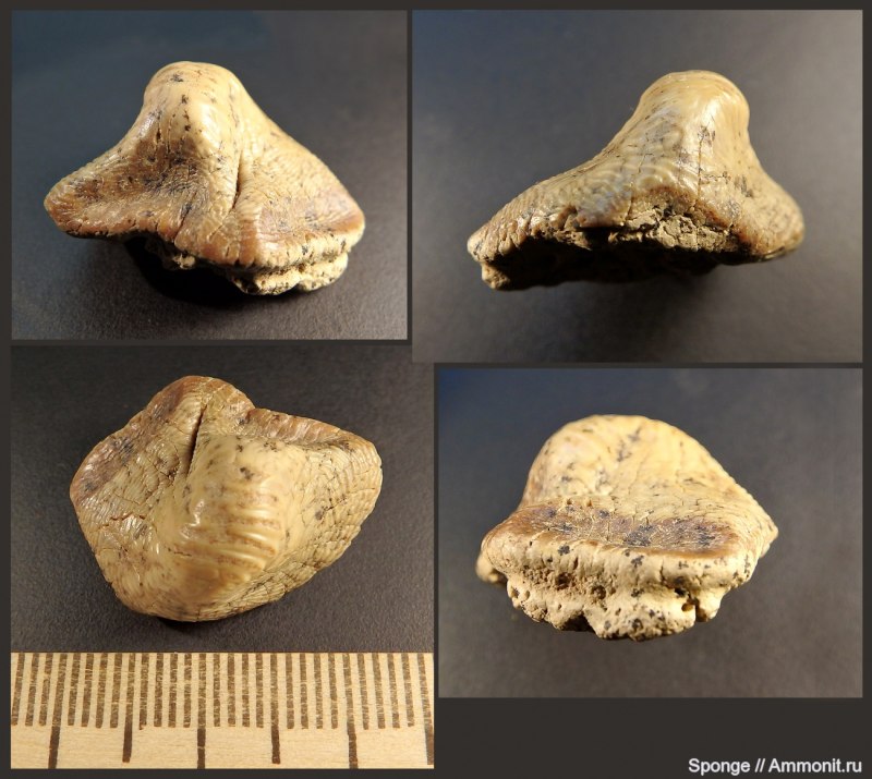 Ptychodus Latissimus