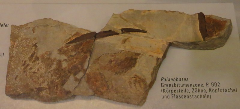 Palaeobates