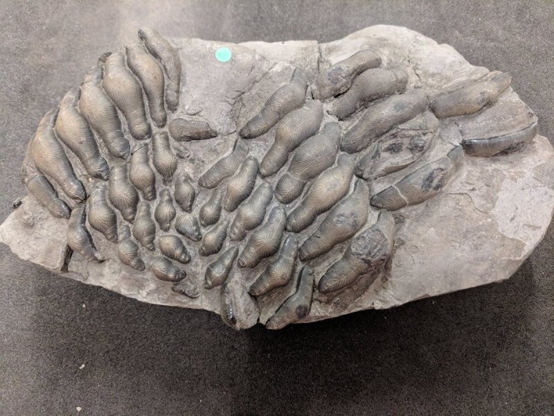 Fossil Festival Lyme Regis