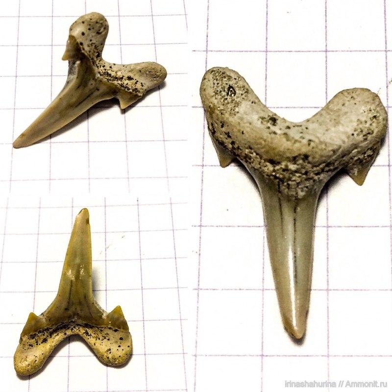 Archaeolamna