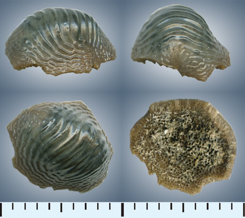 Ptychodus Latissimus