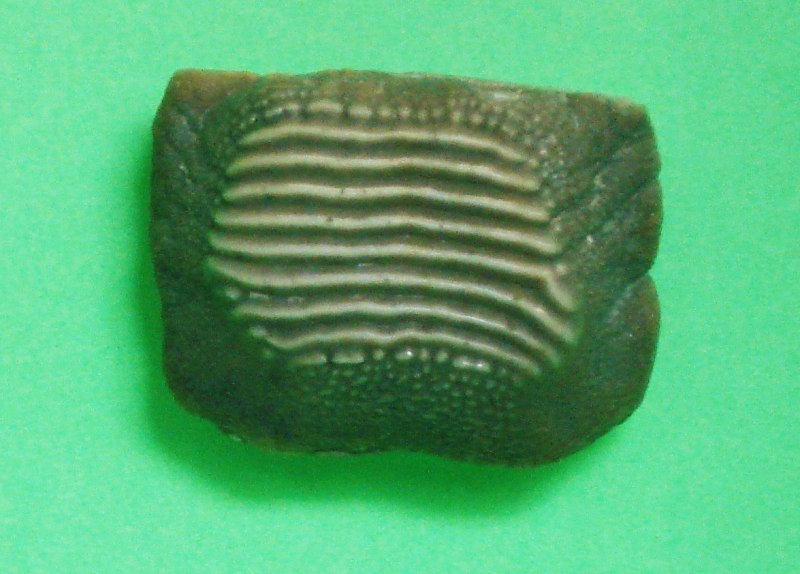 Ptychodus Latissimus