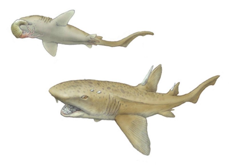 Ptychodus rugosus