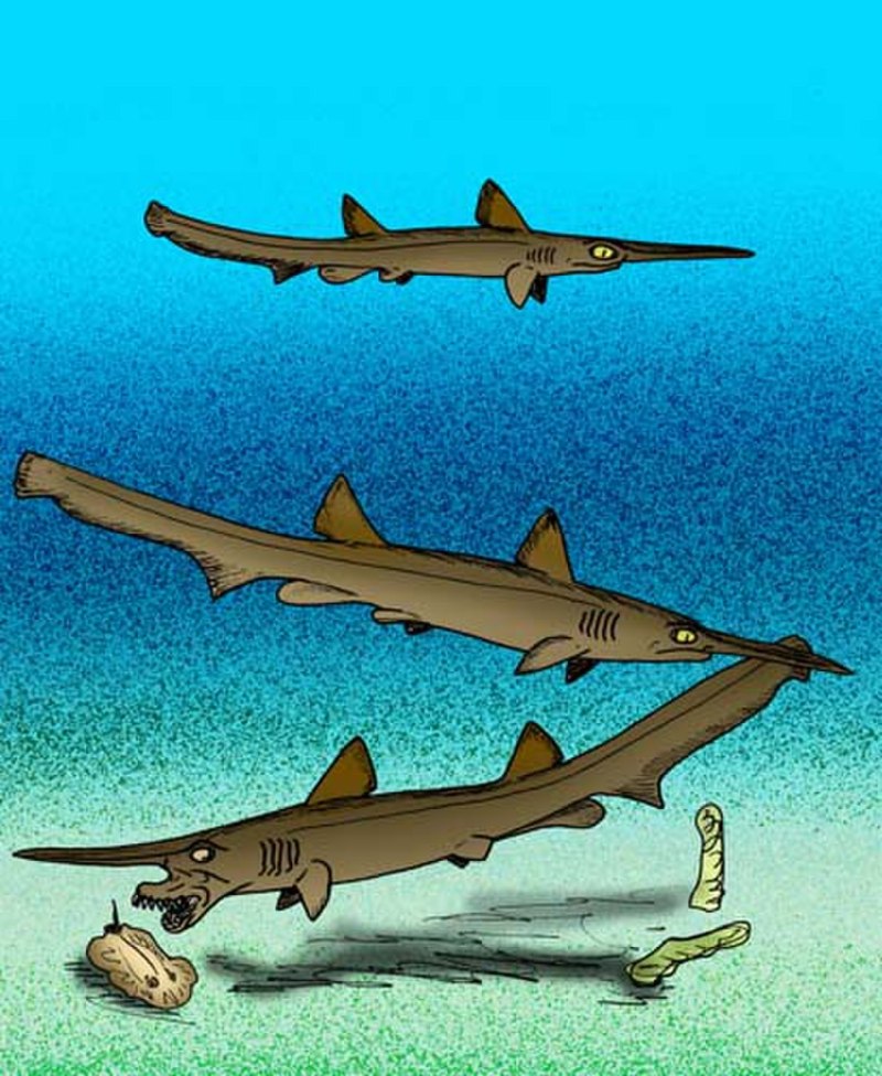 Scapanorhynchus raphiodon a