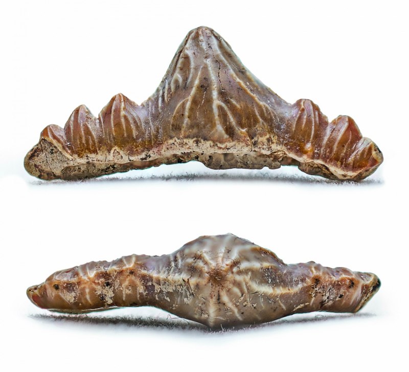 Eorhincodon tianshanensis