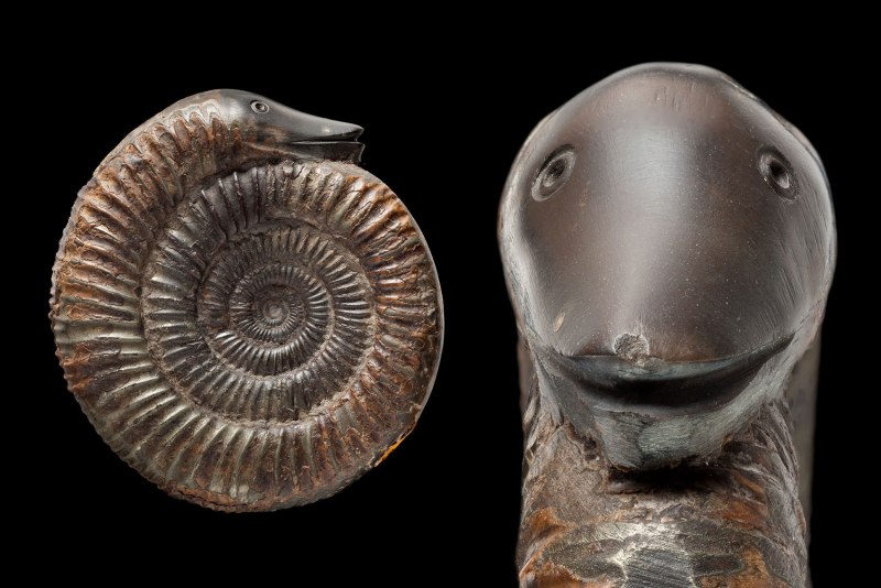 Parapuzosia seppenradensis Аммонит