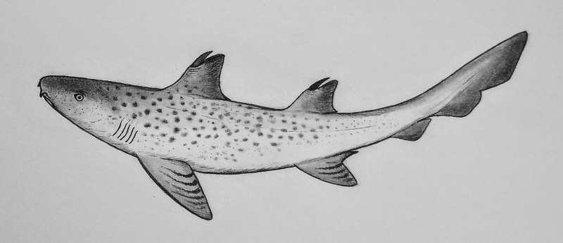 Tristychius