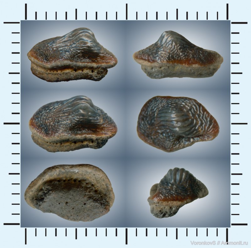 Ptychodus Latissimus