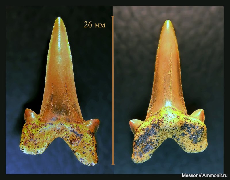 Cretalamna SP.