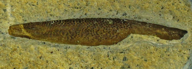 Asteracanthus aegyptiacus