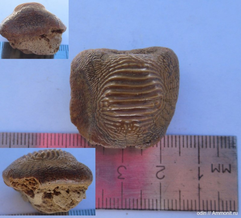 Ptychodus marginalis