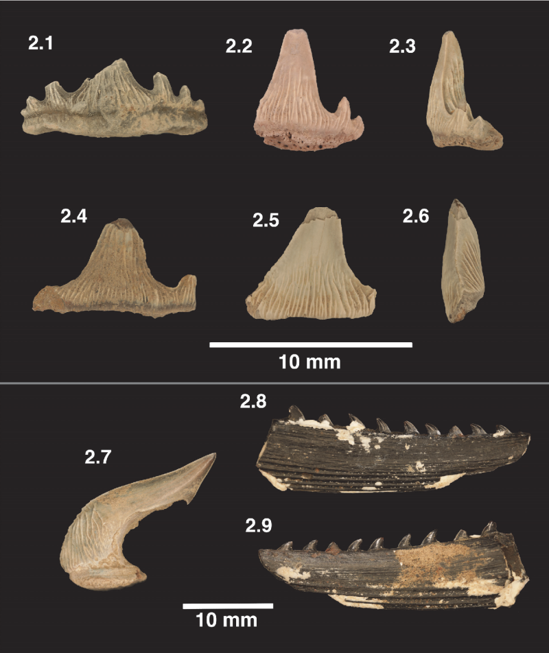 Heterodontus Fine Spine from Cretaceous