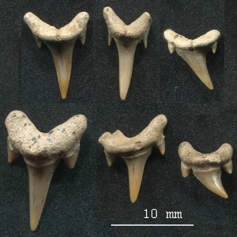 Archaeolamna акула