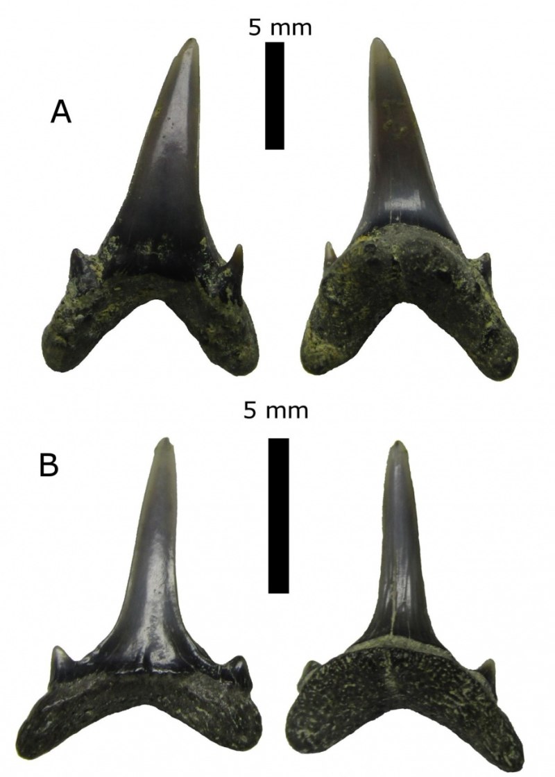Eostriatolamia subulata