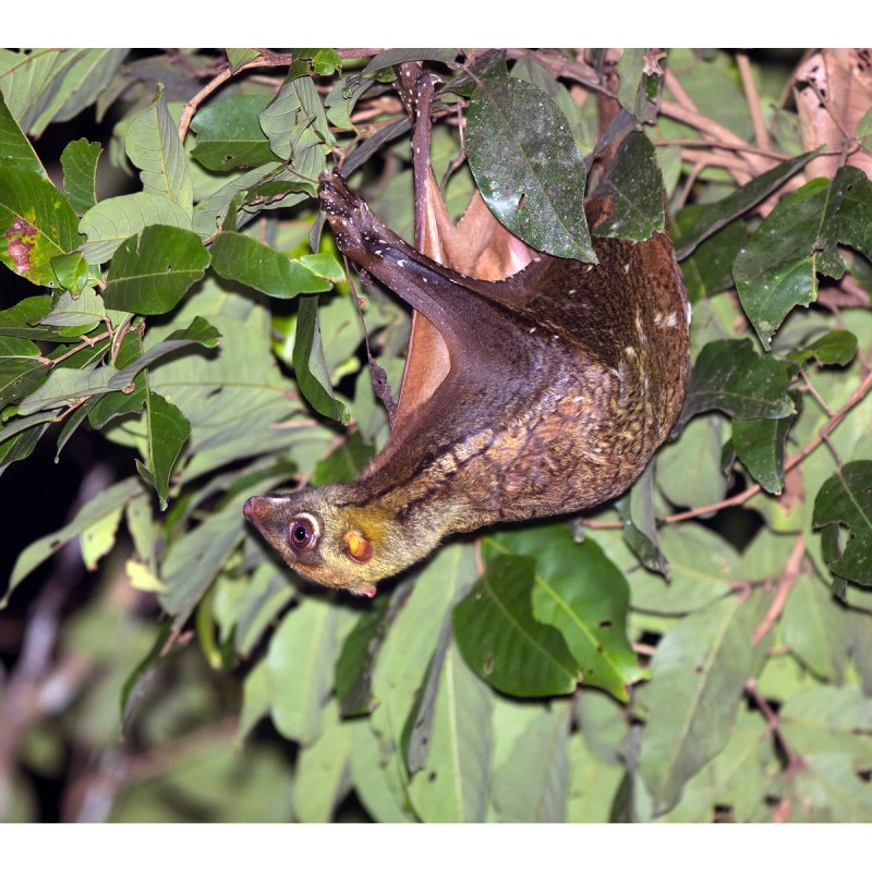 Galeopterus variegatus