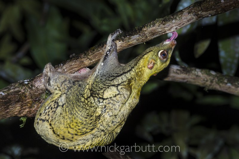 Cynocephalus variegatus