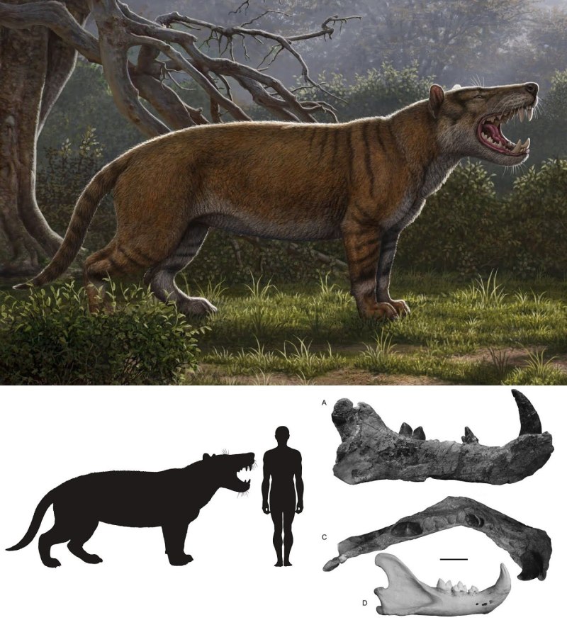 Simbakubwa kutokaafrika