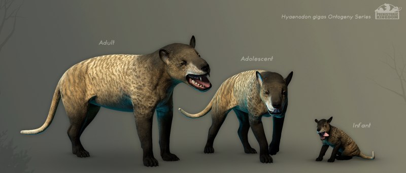 Prehistoric Kingdom Hyaenodon