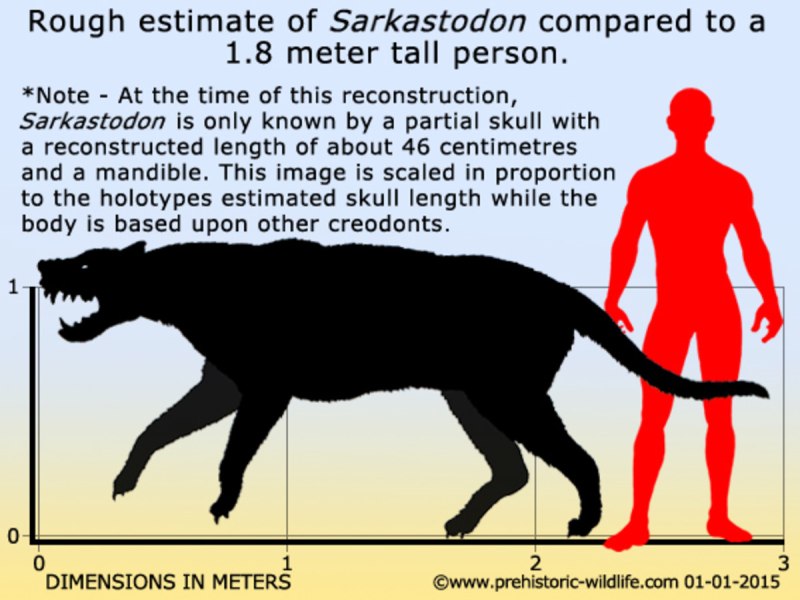 SARKASTODON mongoliensis