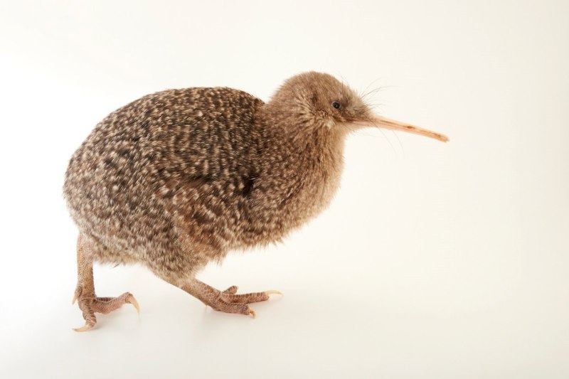 Apteryx owenii