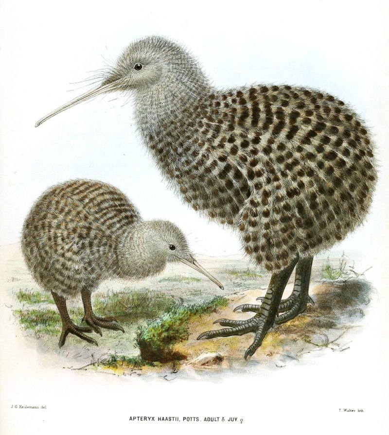 Apteryx haastii