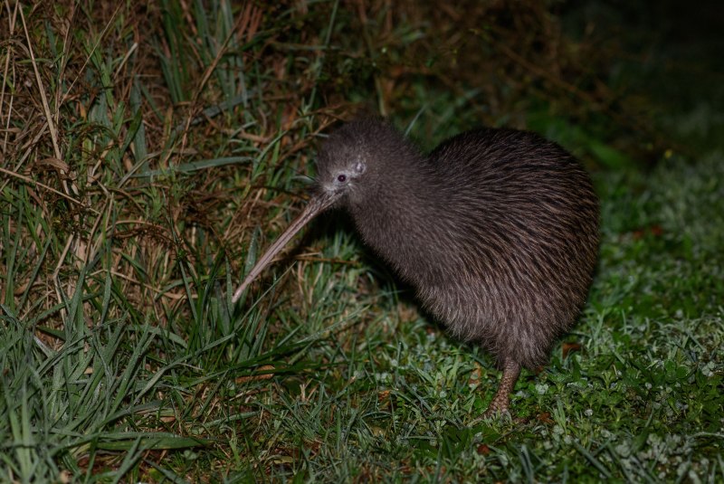 Apteryx Rowi