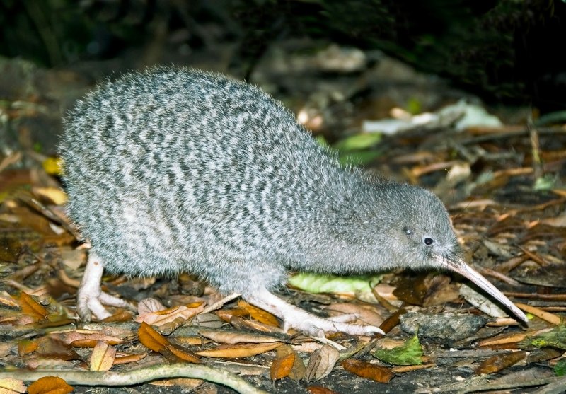 Apteryx haastii
