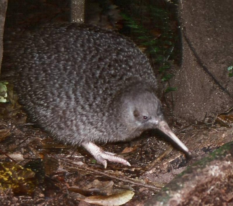 Apteryx owenii