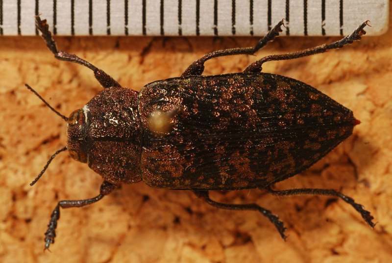 Осиновая Златка Poecilonota variolosa