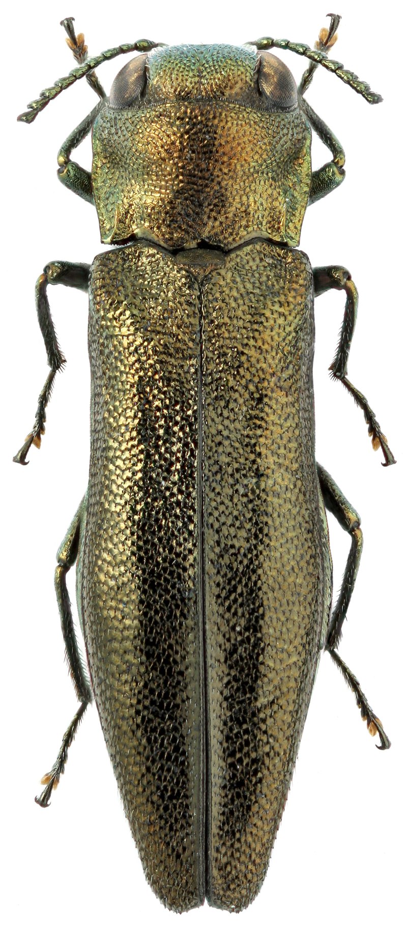 Жук Buprestidae