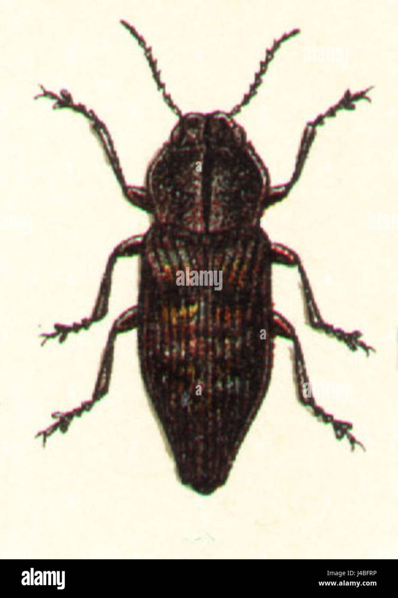 Осиновая Златка Poecilonota variolosa