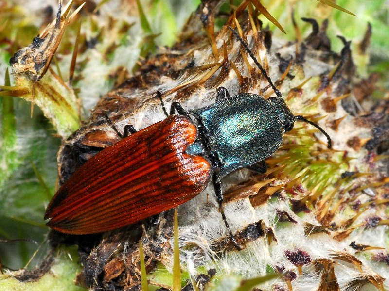 Ornatum v.Virens