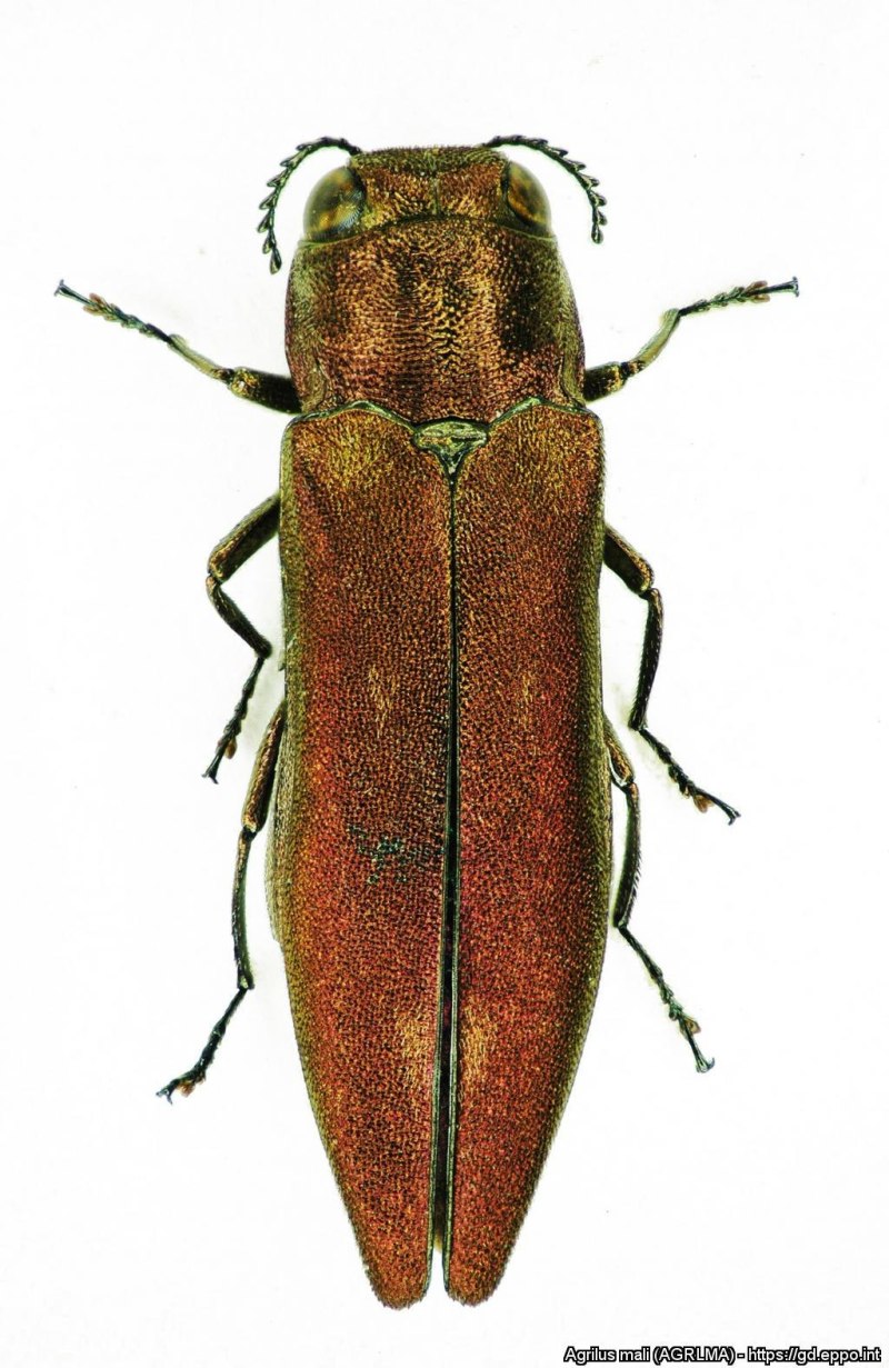 Agrilus Mali (Motschulsky)