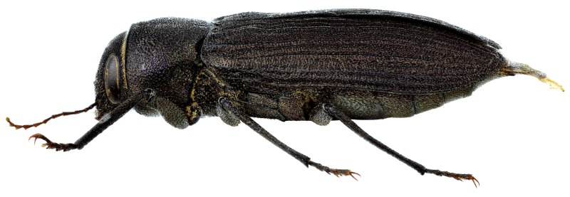 Odeles marginata (Fabricius, 1798)
