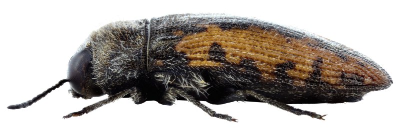 Atheta luridipennis (Mannerheim, 1830)