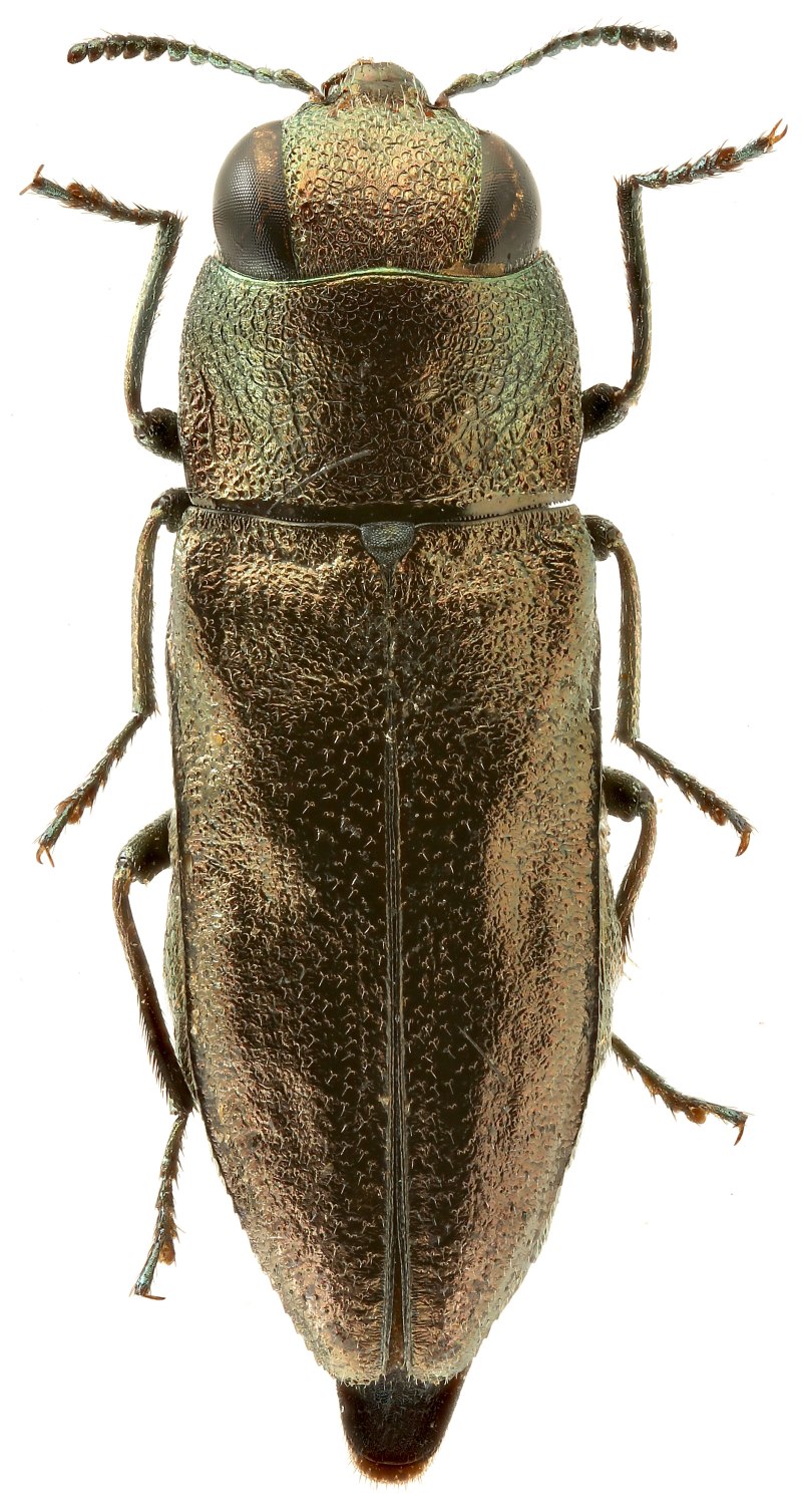 Isotomidae рисунок Obenberger