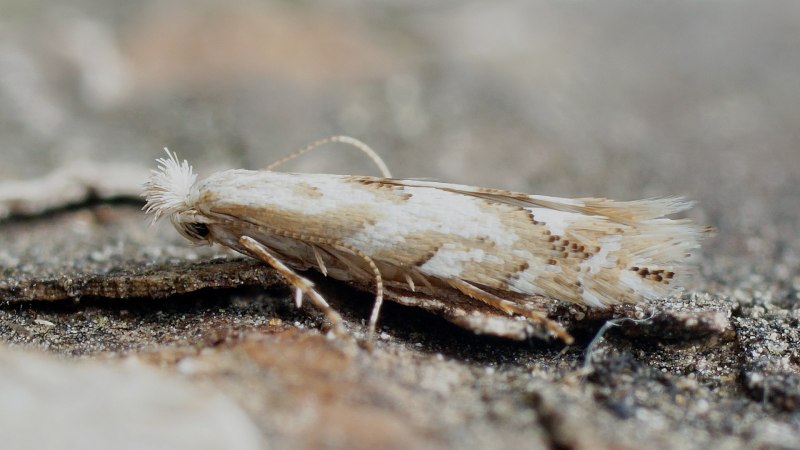 Phyllonorycter sagitella
