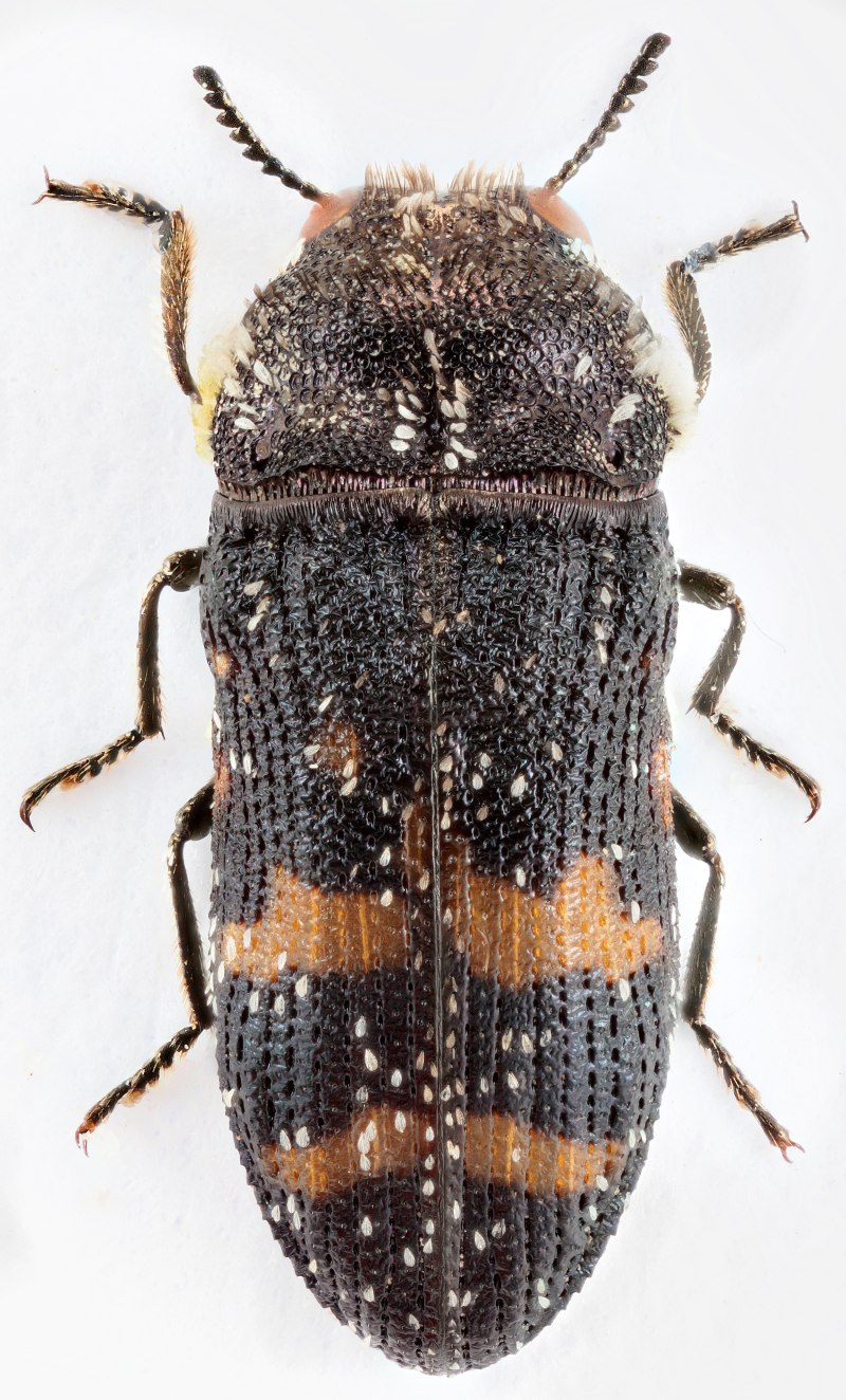 Chaetocnema obesa (Boieldieu, 1859)