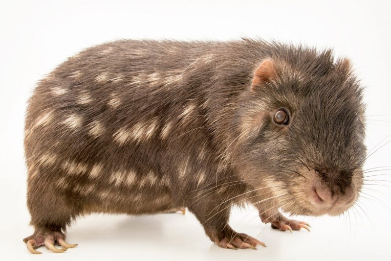 Cuniculus taczanowskii